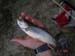 brook_trout_1