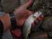 bull_trout_1