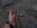 bull_trout_2