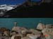 lake_louise_3