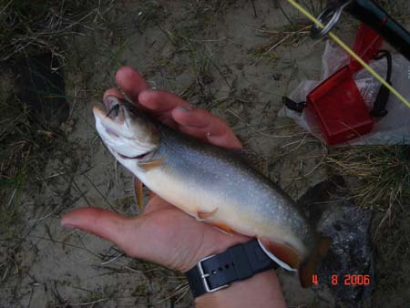 brook_trout_1